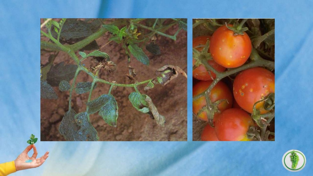 بادزدگی و سوختگی برگ گوجه فرنگی