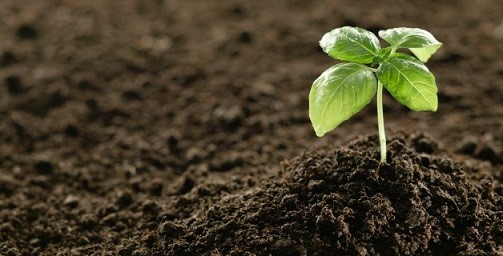 انجام آبشویی برای اصلاح شوری خاک