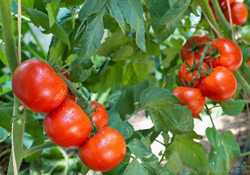 آموزش کاشت گوجه فرنگی 